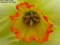 2004-0331a_Daffodil